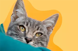 Pet Shop Malzemeleri İçin Kurye Mama!